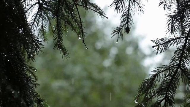 Капли дождя падают с деревьев. Весенний дождь!!! смотреть онлайн