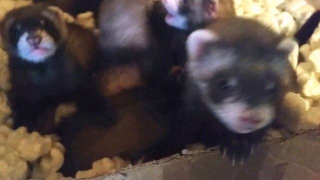 Little ferrets in flakes смотреть онлайн