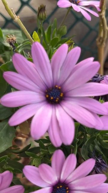 وردة اللؤلؤة الأفريقية زهرة افريكانا смотреть онлайн