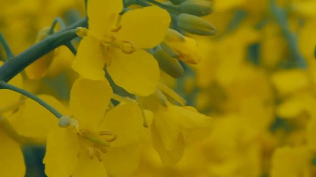 Мы с мужем поняли что детей иметь не можем и взяли мальчика из детдома. Когда поняли что он больной смотреть онлайн