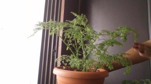 Pilea Microphylla /Artillery Fern / Rockweed Plant Care II Evergreen Indoor Houseplant II