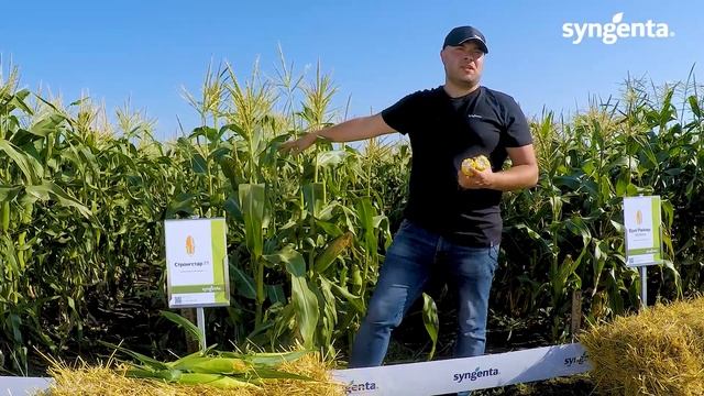 Суперсолодка кукурудза Стронгстар F1 — вся сила сонця в одному качані! смотреть онлайн