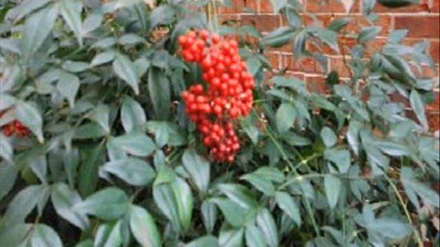 Video#349 Nandina Domestica In Nashville Tenn смотреть онлайн