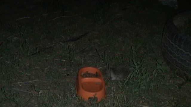 Ежи и кошки. hedgehogs and cats смотреть онлайн