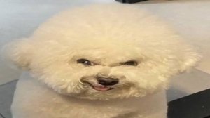 try not to laugh impossible (memes from hole)