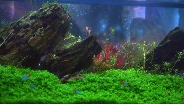 33 Long Aquascape Tank by Chris Voss смотреть онлайн