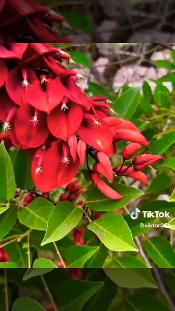 Erythrina crista-galli coral tree🌿 red flower's смотреть онлайн