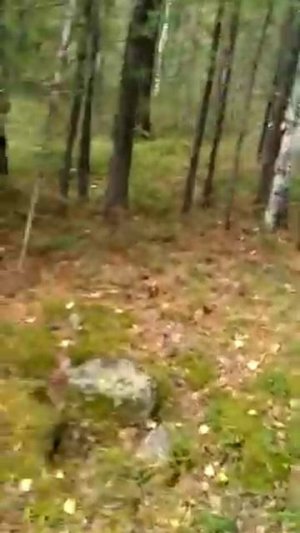 заготовка Кедровой шишки