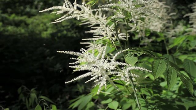 ботанический сад 2011 смотреть онлайн