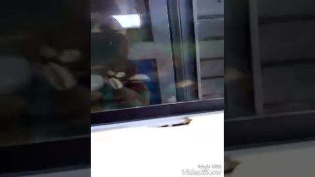 Показывают своейю чирепаху марью + кота😽 смотреть онлайн