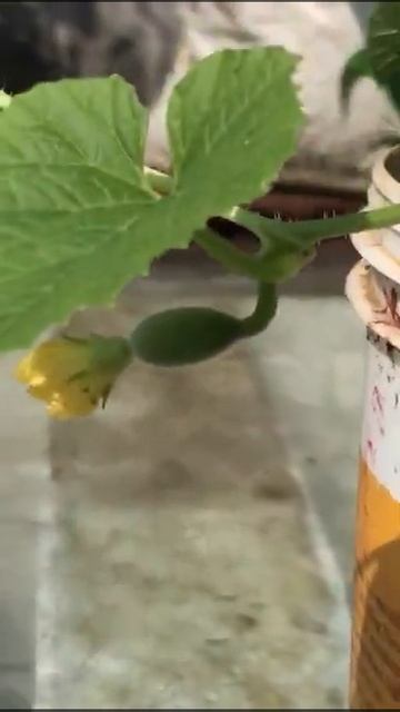 Cucumber plant with tiny cucumber 😀 смотреть онлайн