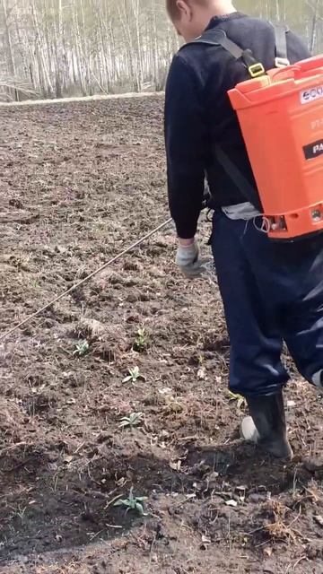 Гербецид Акзифор обработка по бульбочки "воздушки" чеснока. смотреть онлайн