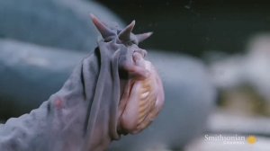 Миксины (морские чудовища)