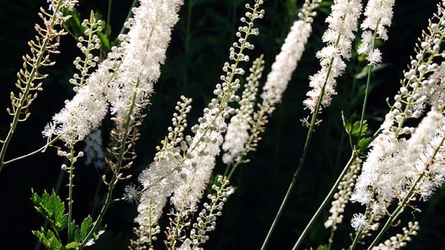 Actaea Racemosa