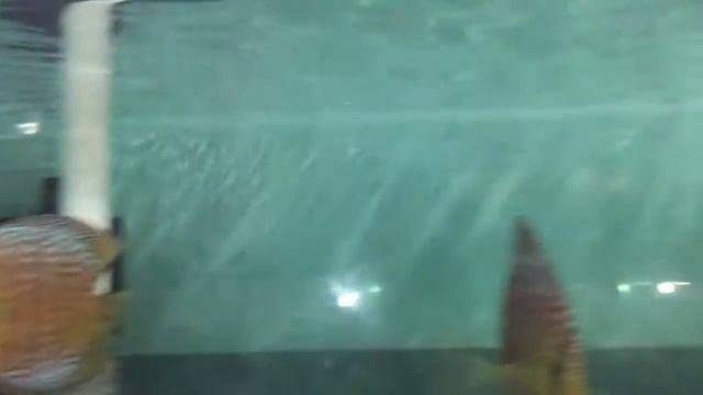 Ikan discus leopard смотреть онлайн