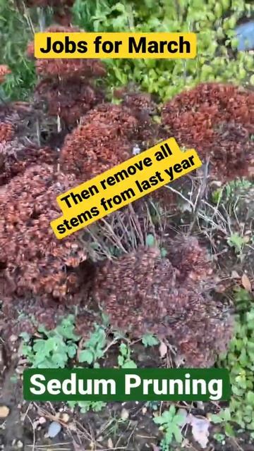 Jobs for March: Sedums| Remove old foliage смотреть онлайн