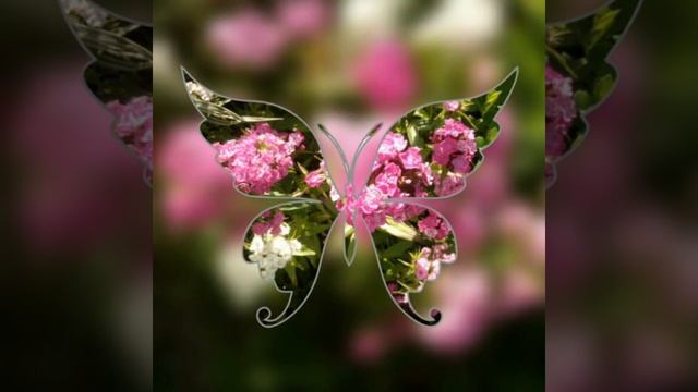 БАБОЧКИ BUTTERFLY смотреть онлайн