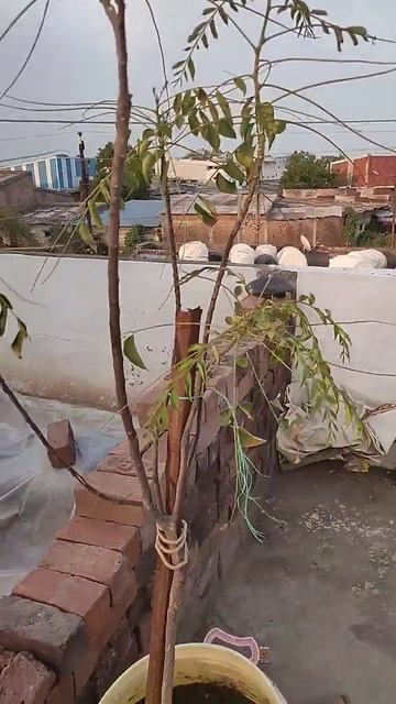 #curryleaves #plants #curryleavesplant #curryplant #garden #gardening #terracegarden #flowers смотреть онлайн