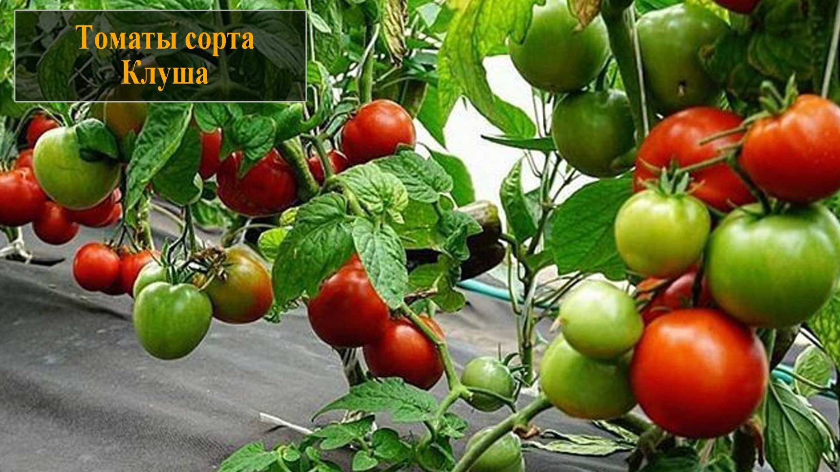 Томат сорта Клуша смотреть онлайн