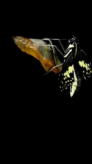 🦋 BORBOLETA SAINDO DO CASULO #shorts смотреть онлайн