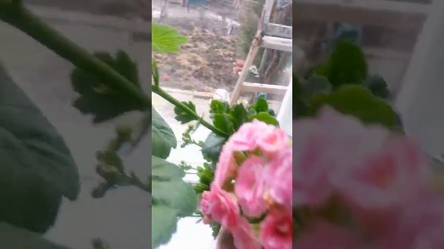 Мои растения | Спасу ли я этих малышей? смотреть онлайн