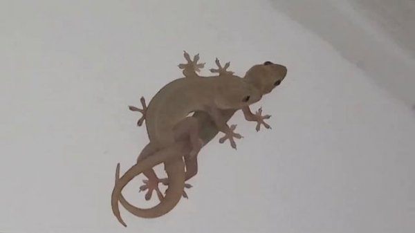 Lizards mating