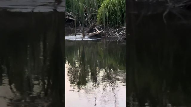 Бобер проплыл в трех метрах по реке Усса. смотреть онлайн