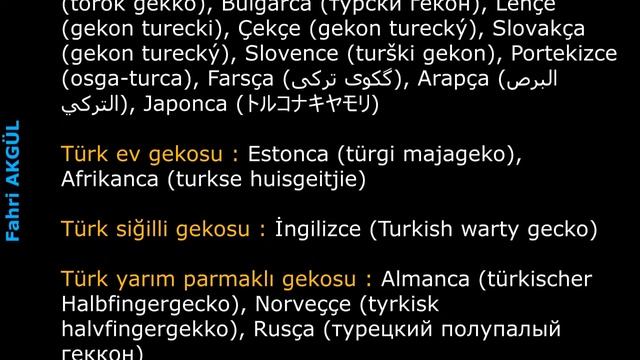 Belgesel - Türk gekosu смотреть онлайн