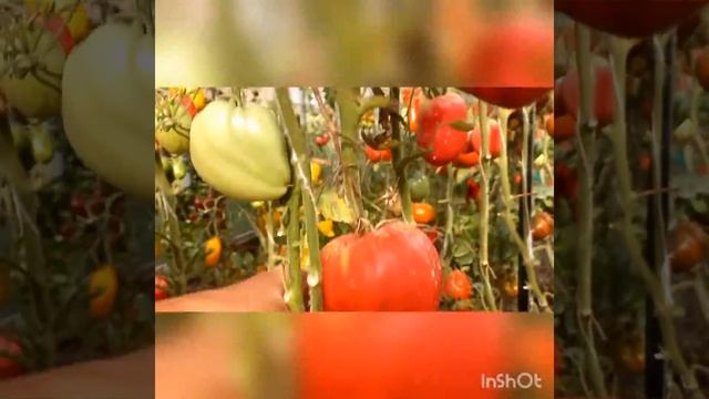 Выбираем сорта томатов смотреть онлайн