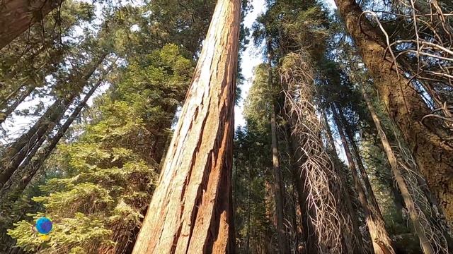 Sequoia National Park, California, USА, Національний парк Секвойя, Каліфорнія, США смотреть онлайн