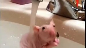 фрагмент эфира (перец 2013)