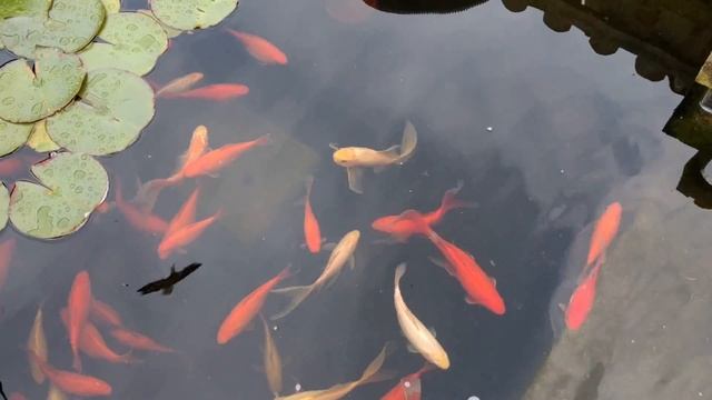 Evolution Aqua PURE POND Bomb Review (5 Days) - Verdict? WOW смотреть онлайн