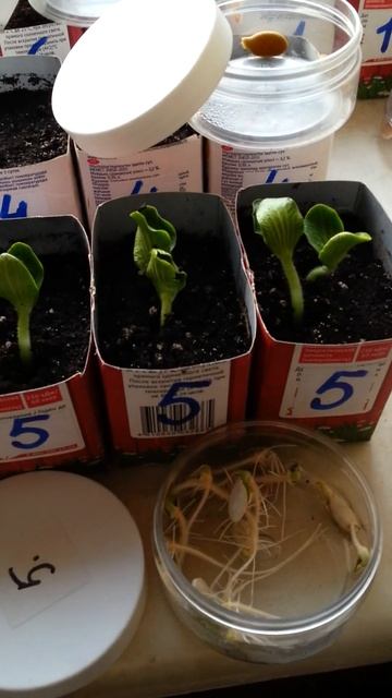 ahoot.ru | Результат ТЕСТИРОВАНИЯ СЕМЯН ТЫКВ оказался точным ПРОЛИСТНУЛ РОЛИК ПОТЕРЯЛ НЕДЕЛЮ #short смотреть онлайн