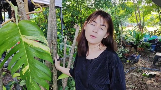 แนะนำไม้ด่างสำหรับมือใหม่ “อิพิด่างเหลือง” Epipremnum pinnatum Variegated ไม้ฟอกอากาศ @Sky Plants смотреть онлайн