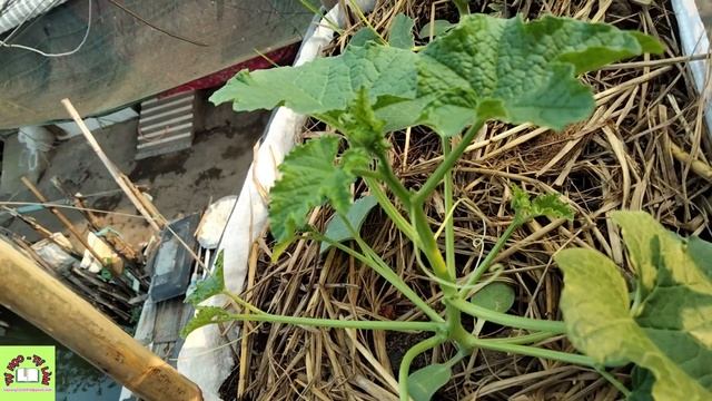 Growing melons (melons) with round fruits climbing trellises using only 4 fruit baskets смотреть онлайн