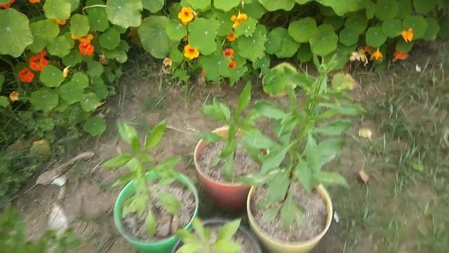 best fertilizer for African daisy смотреть онлайн