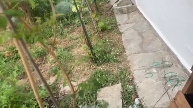 Сад-огород весной в Средиземноморье смотреть онлайн