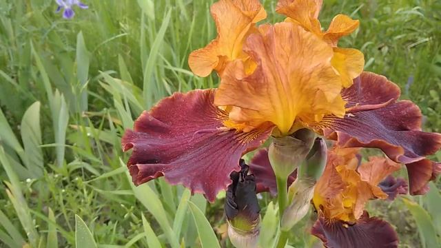 Ірис Copatonic/Ирис Копатоник