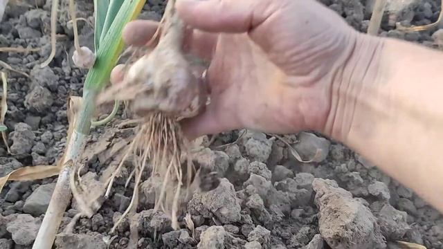 УБОРКА ЧЕСНОКА смотреть онлайн