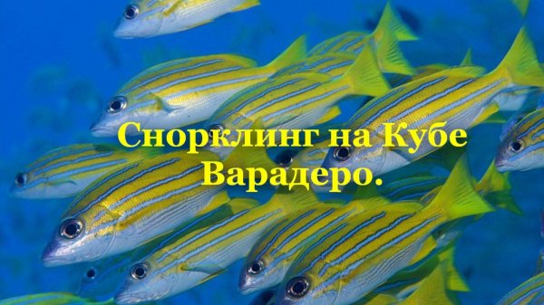 Снорклинг с пляжа Варадеро. Куба. Snorkeling Cuba Varadero #Cuba #Варадеро #куба #snorkeling #океан