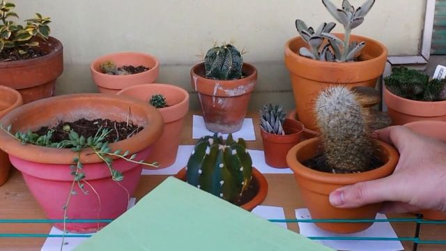 Serra Ultra slim per piante Grasse e non... "PARODIA" смотреть онлайн