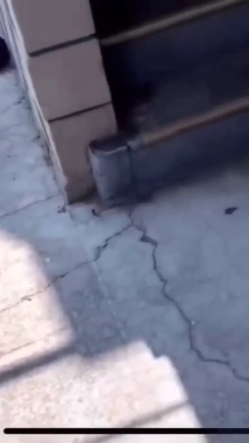 stop any dog attack fast #smalldog смотреть онлайн