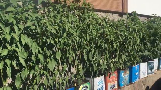 Вот так растёт сладкий перец смотреть онлайн
