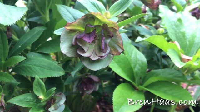 Red Lady Hellebore in May Shade Garden смотреть онлайн