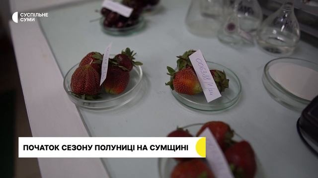Початок сезону полуниці на Сумщині: які ціни та як обрати найсмачнішу смотреть онлайн