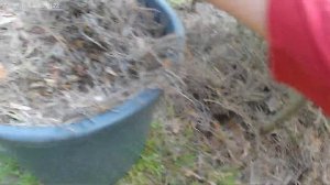 Дармовая мульча для смородины и крыжовника из хвои.