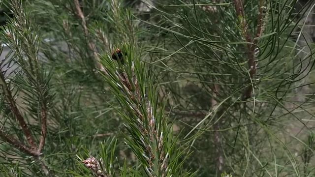 Pinus brutia var.pityusa смотреть онлайн