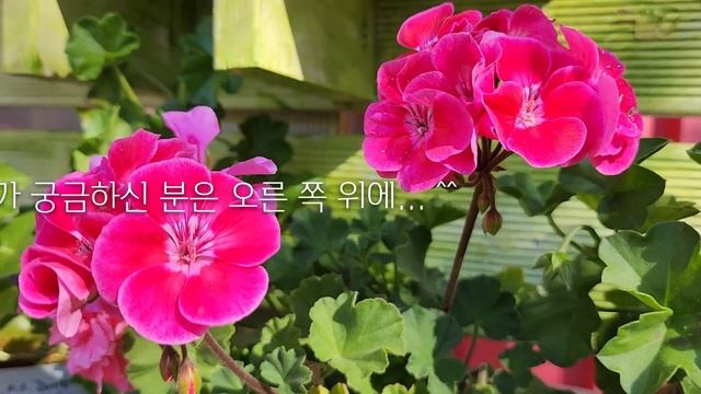 제라늄, 가을에 더 예뻐요. смотреть онлайн