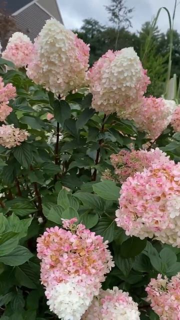 Любимица всех #vanille fraise #beautiful #гортензия #hortensia #hydrangea #hydrangeas #paniculata смотреть онлайн