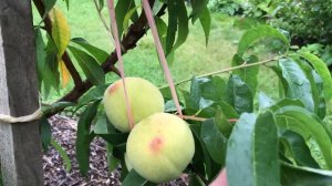 Персик в Кемерово обзор 2